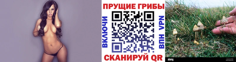 Купить закладки  Железноводск  Галлюциногенные грибы Magic Shrooms 